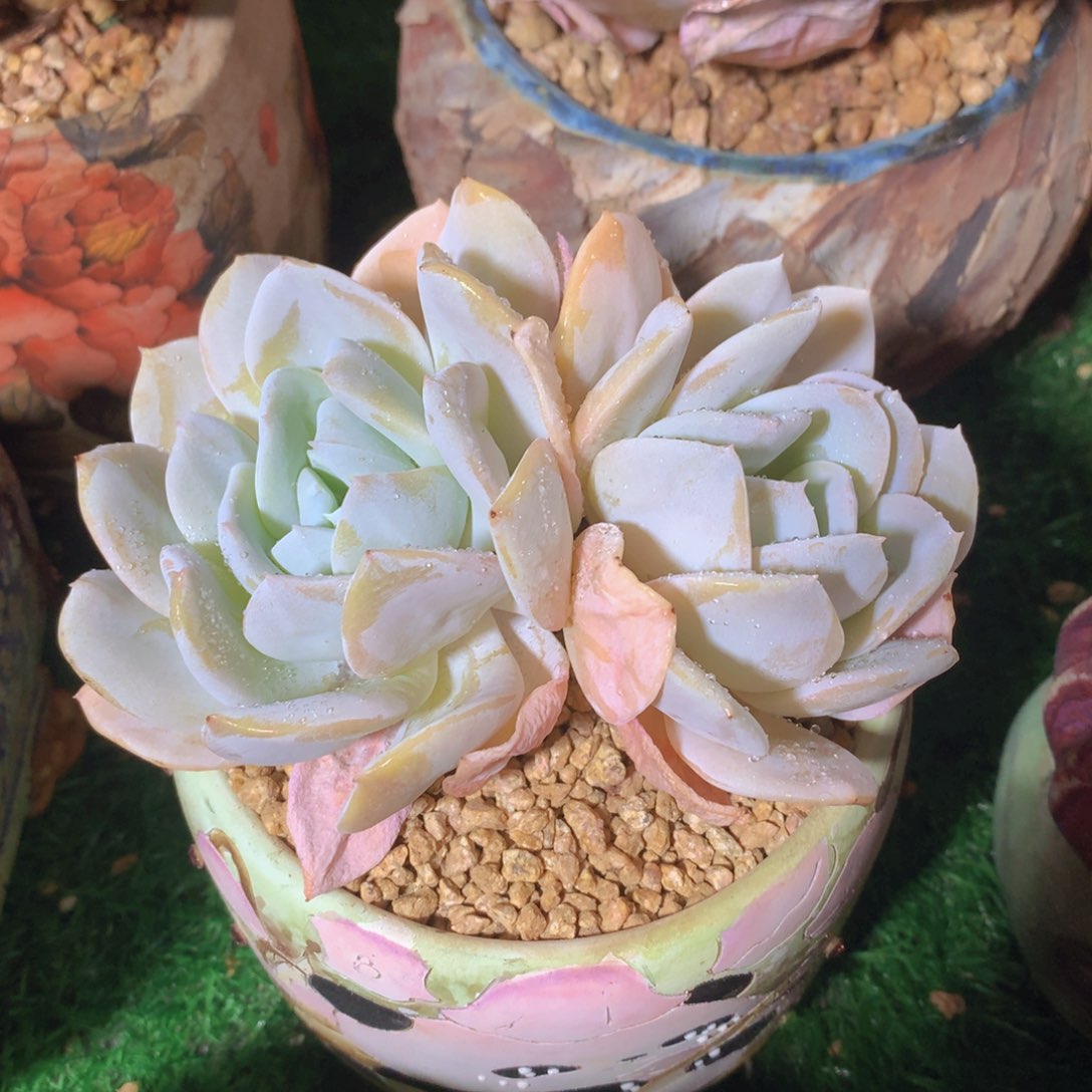 雪特12 公分一物一拍