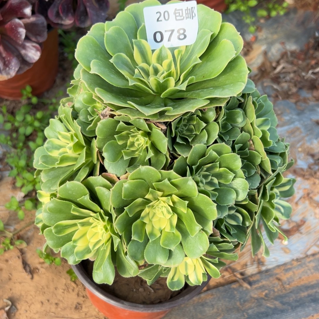 078新尼亚，满20包邮嘟叮熊
