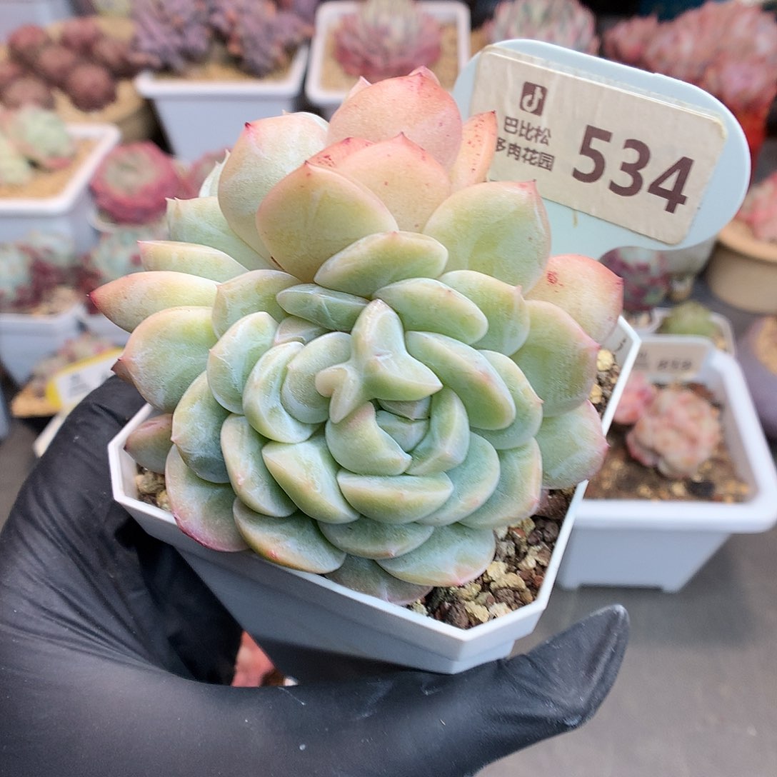 534 暗纹糖心多肉