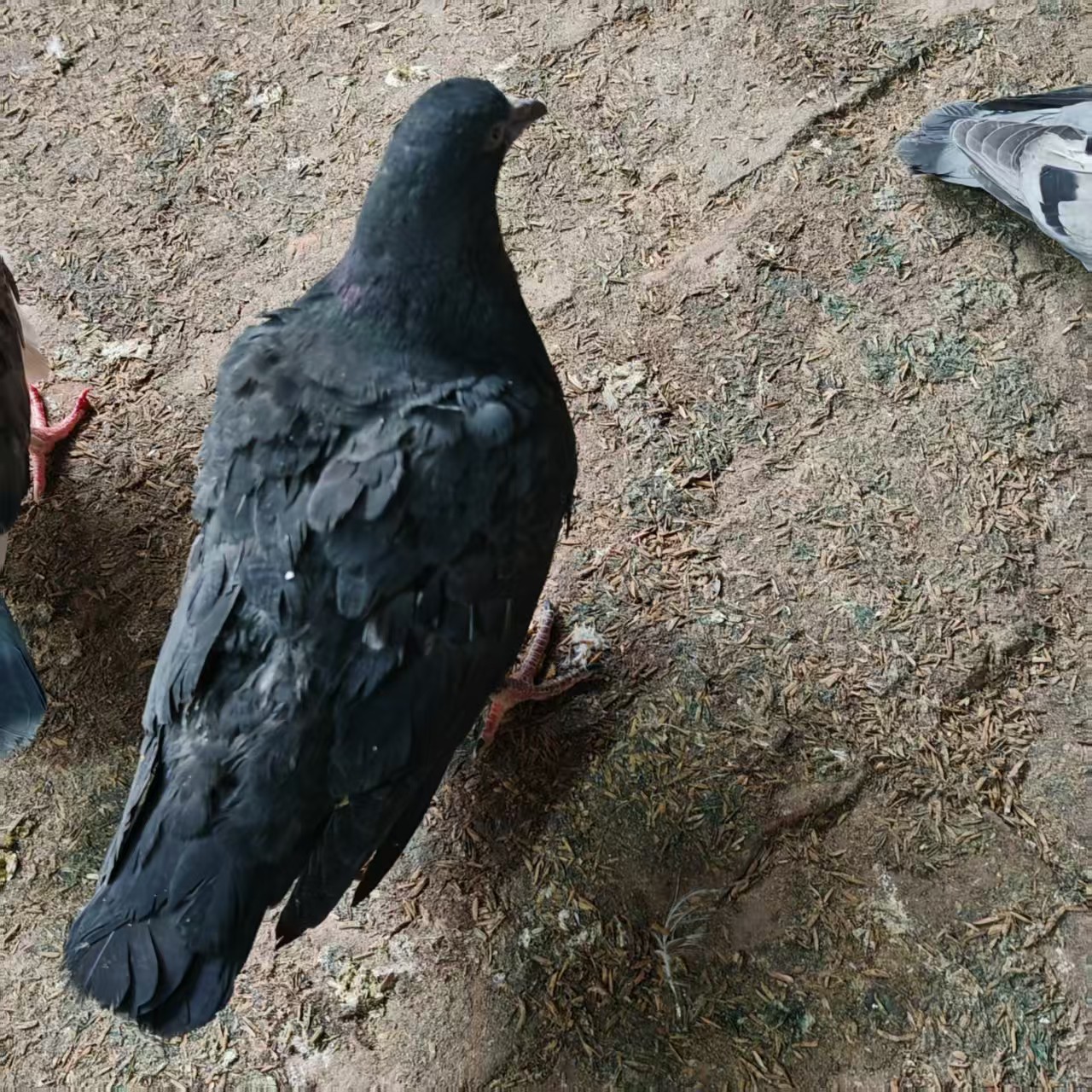 精品落地王黑卡奴2只