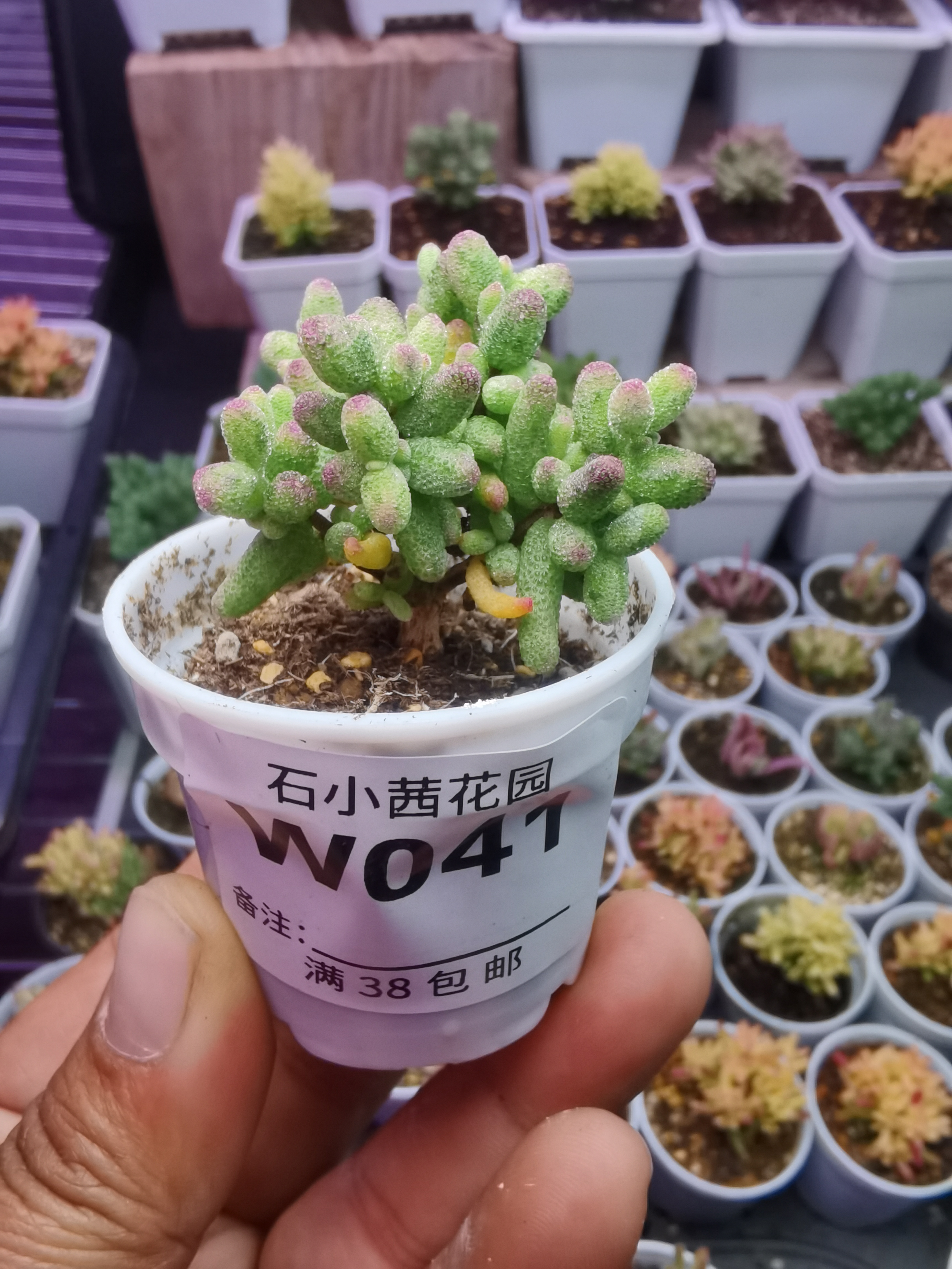 折后多肉植物枝干番杏糖球白糊斑锦