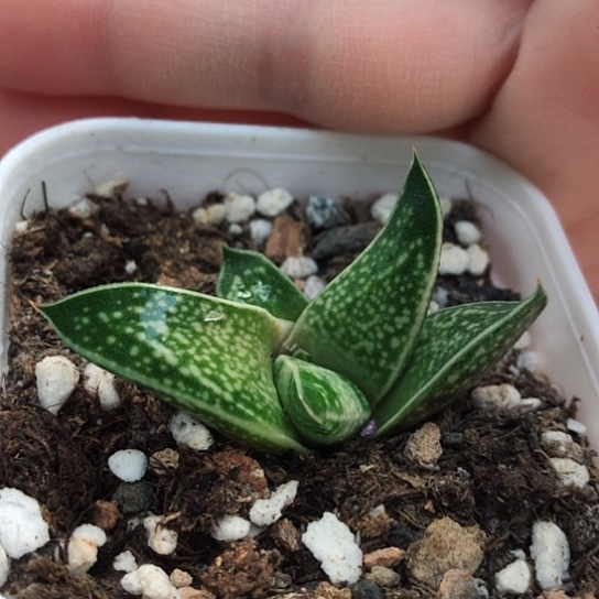 龙虎霸带盆发货哈哈哈哈