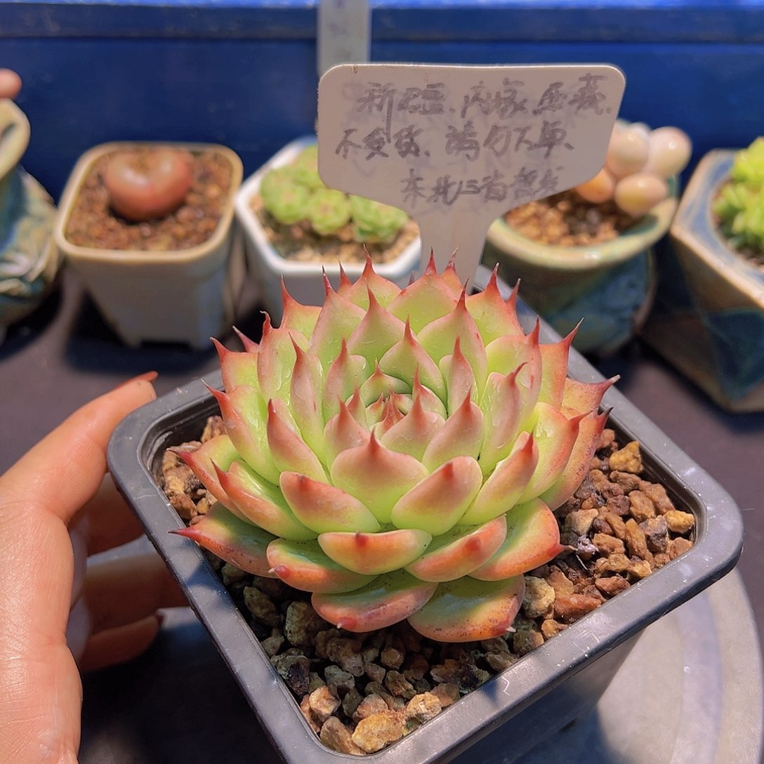 托斯卡内利，多肉植物，
