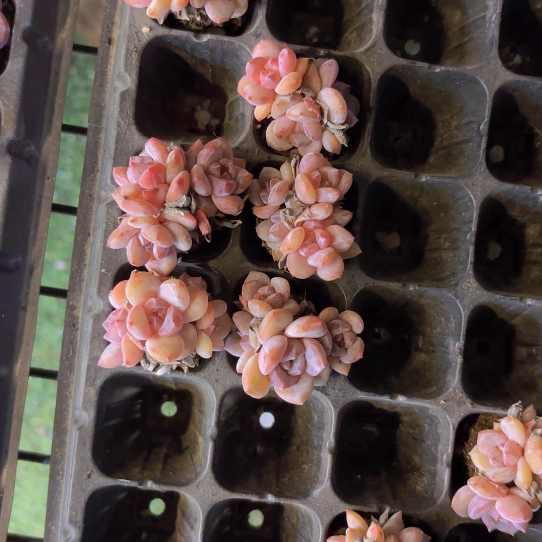 石榴籽老桩群一颗量拍