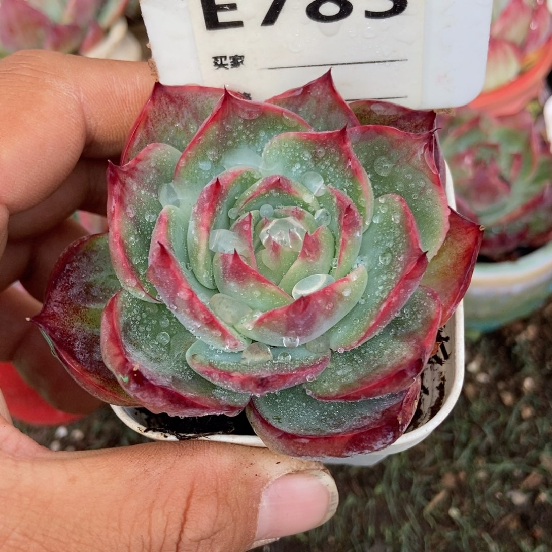 惊鸿一瞥多肉783