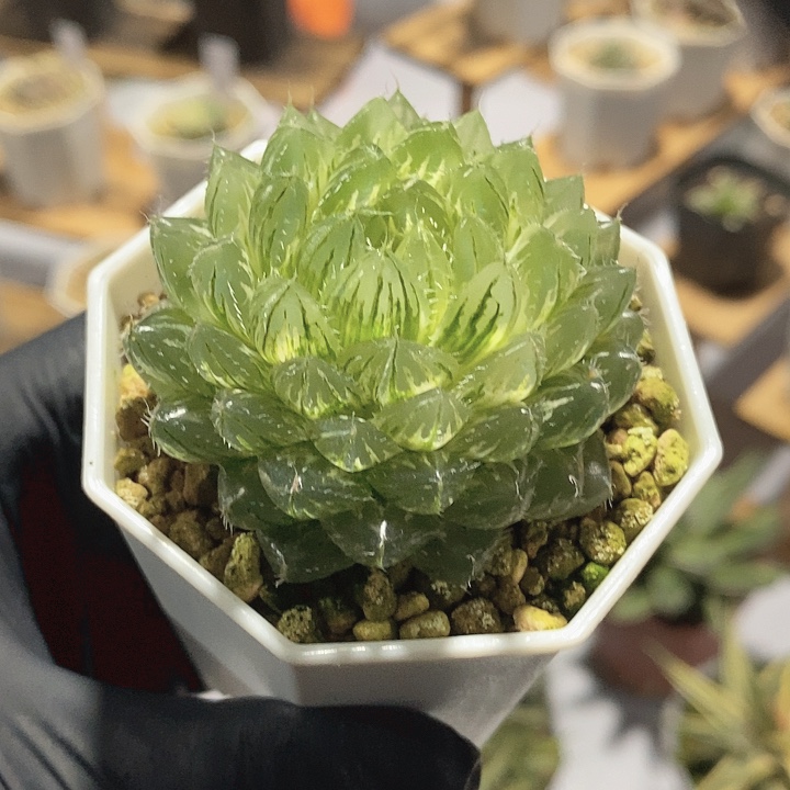 翠云锦十二卷多肉