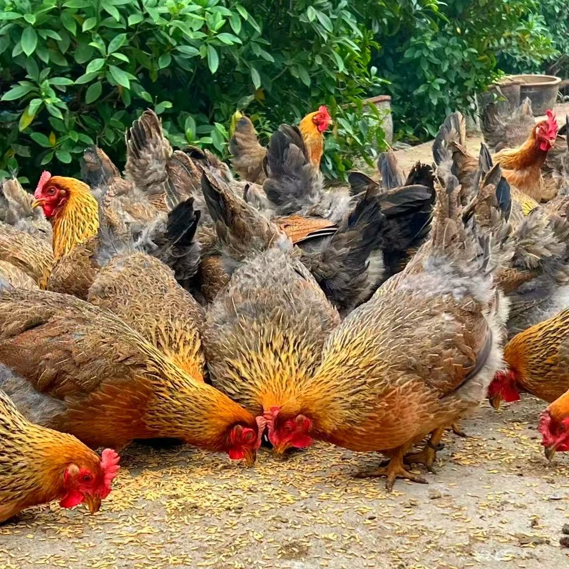 【红瑶鸡四只】单只两斤左右发货 漂亮美味整鸡好吃不贵安徽发货