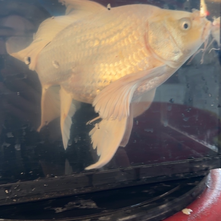 蝴蝶鲤鱼蝴蝶鲤包邮100