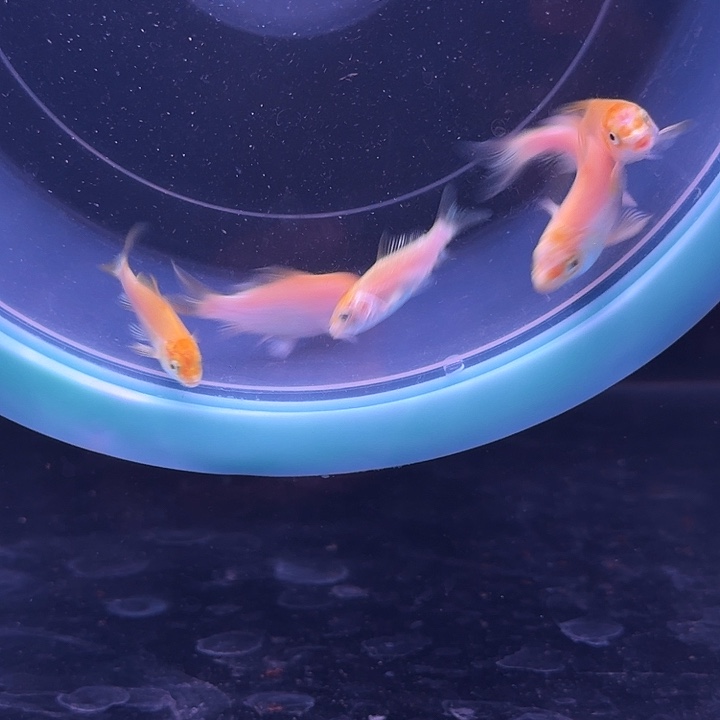 蝴蝶鲤12 号红色蝴蝶鲤