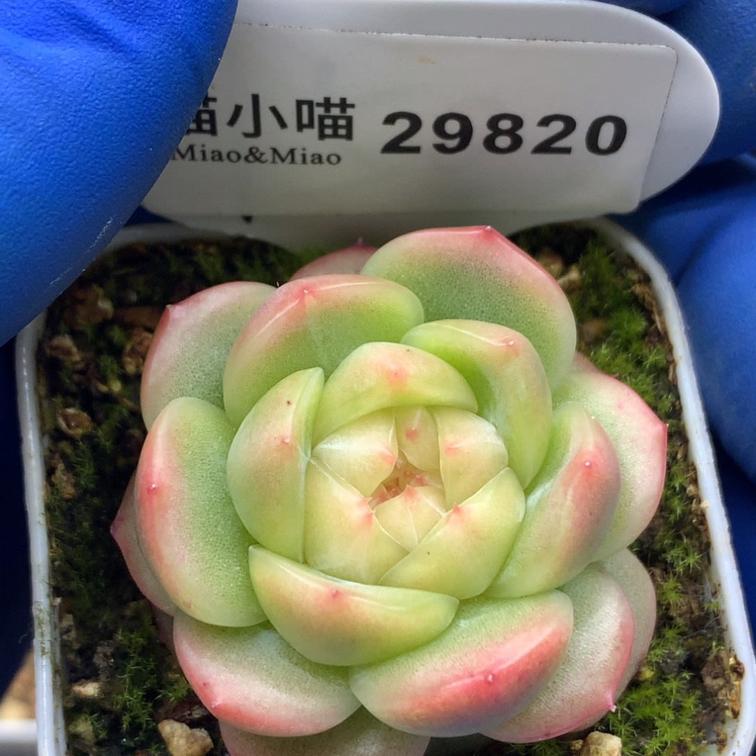 多肉植物杂交珍妮