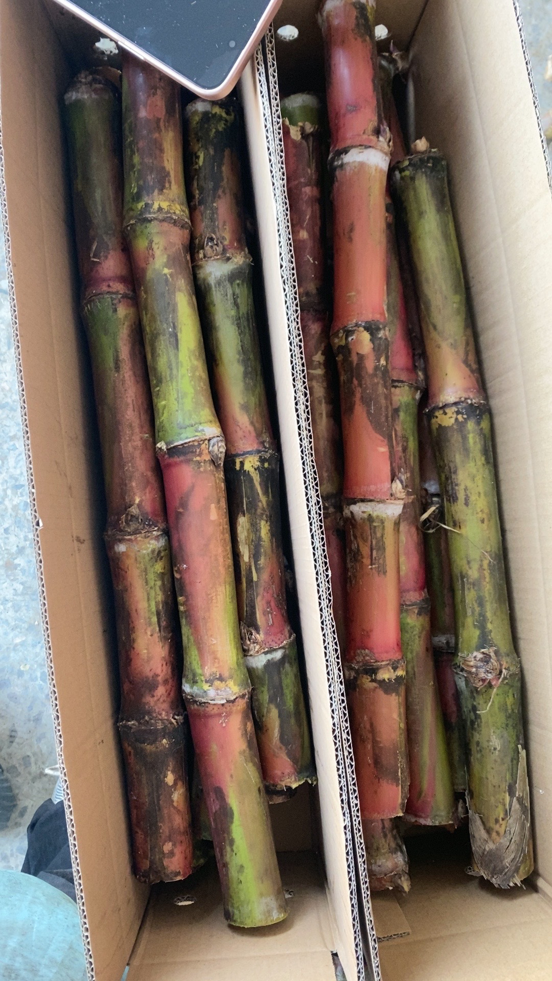 云南脆皮甘蔗现砍现发产地直发脆甜可口甘蔗好吃不贵农家自种