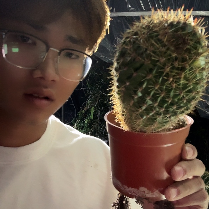 秋***雨大量花朵（建议范围：8朵-15朵 或40%以上）彩草