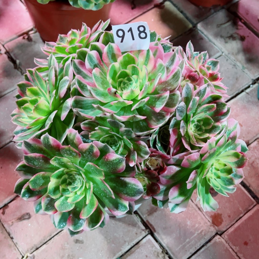 918海仙法师多肉植物