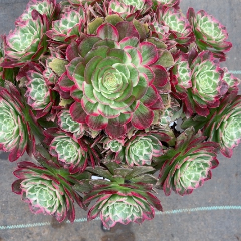 多肉植物莲花锦。