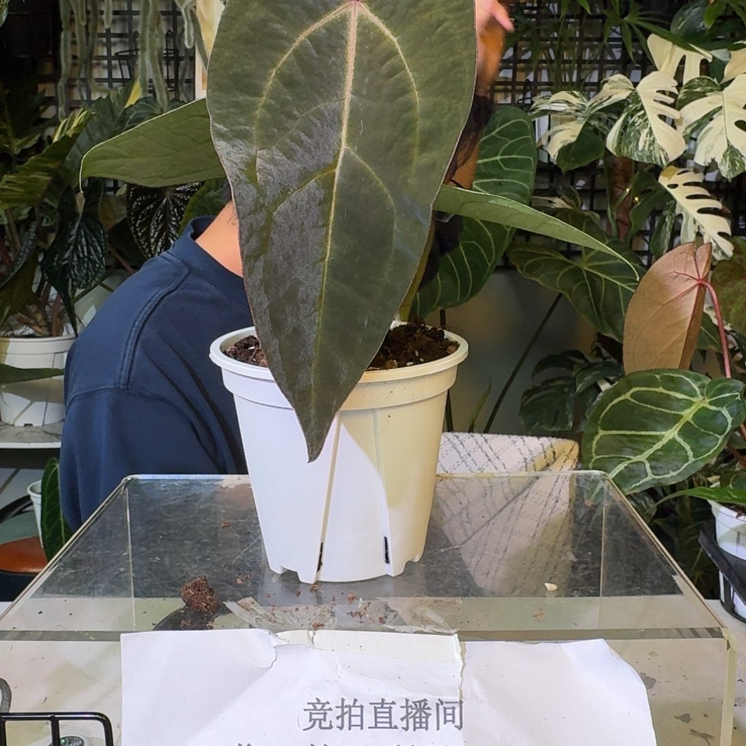 不开花植物C66红脉papi