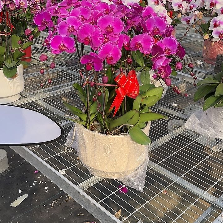 浮*蝴蝶兰光芒四射