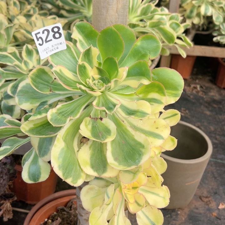 528多肉植物燕姿群