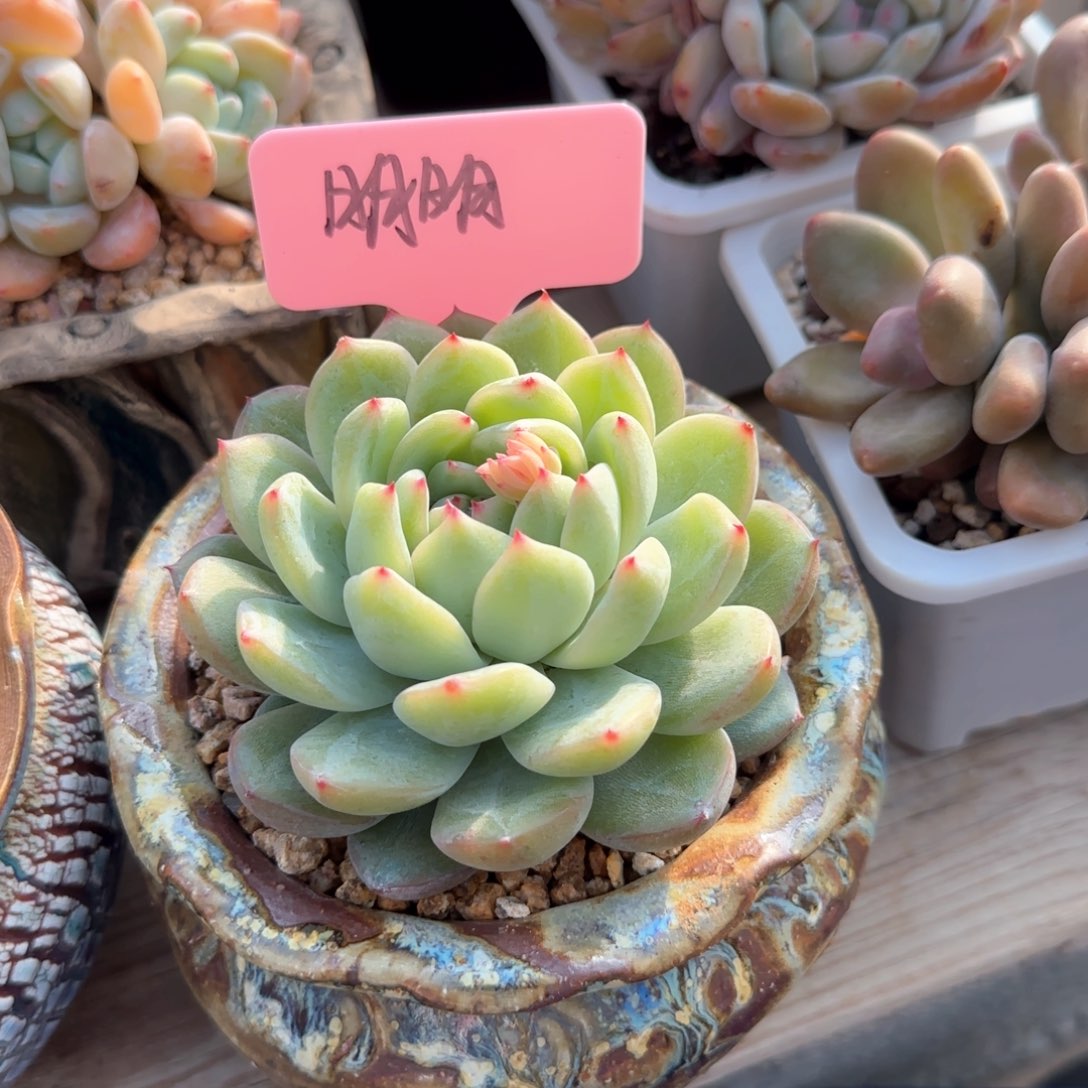 雪花珍妮单头五十包邮