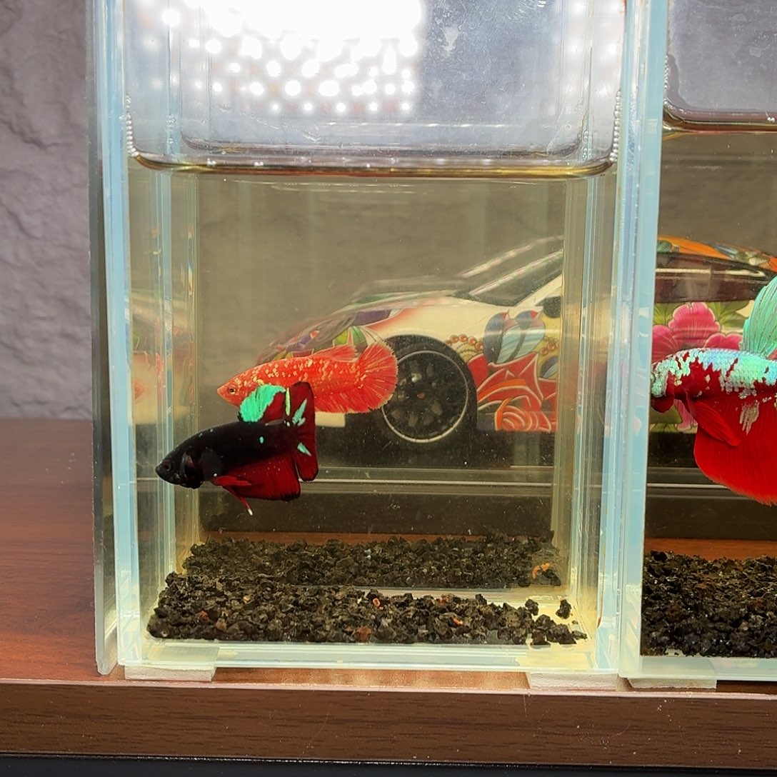 斗鱼暗黑地狱火将军