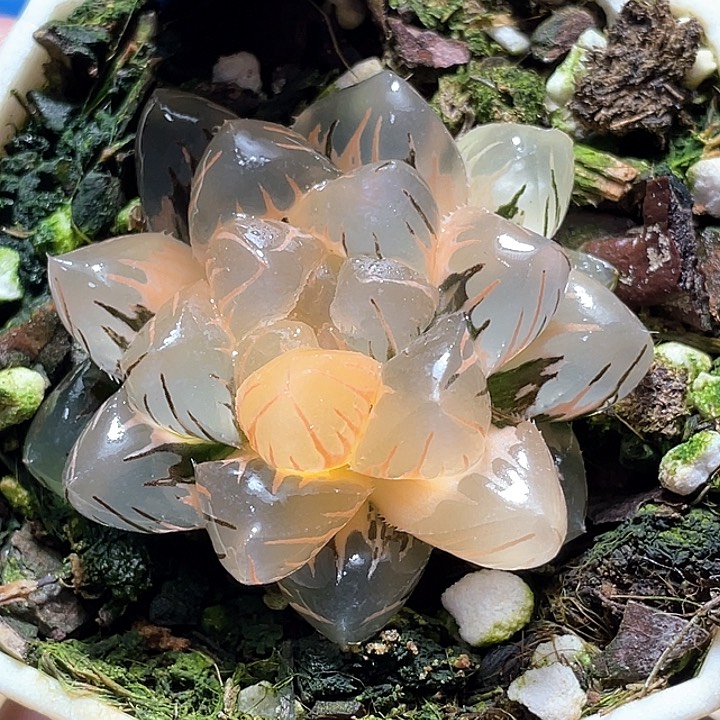 533水中月一物一拍