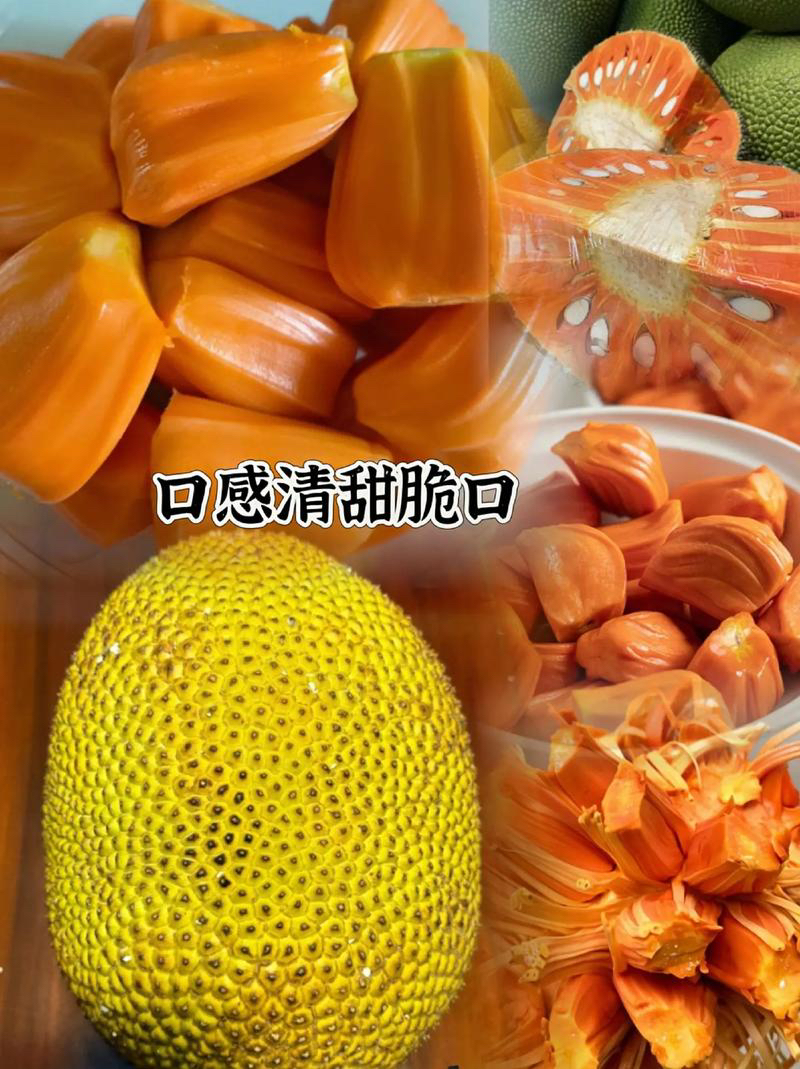 印尼红菠萝水果树四季水果苗红肉菠萝蜜口感脆甜红色红菠萝蜜