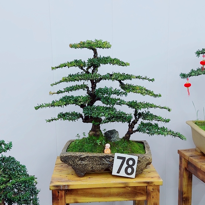 松树盆景一物一拍