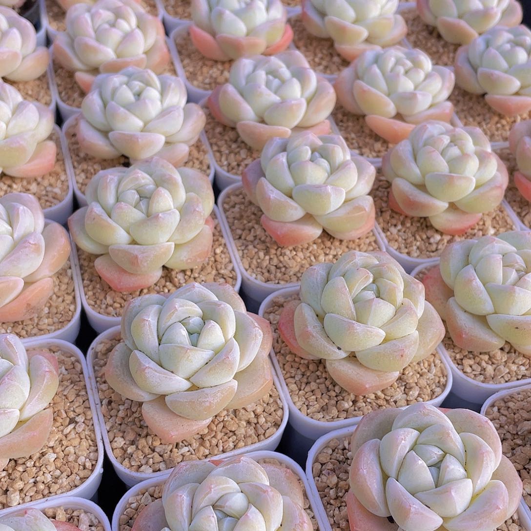 量拍100号 樱花钻石冰玉单头2个