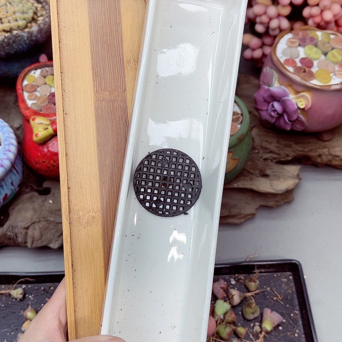 郎哥多肉生石花24-5