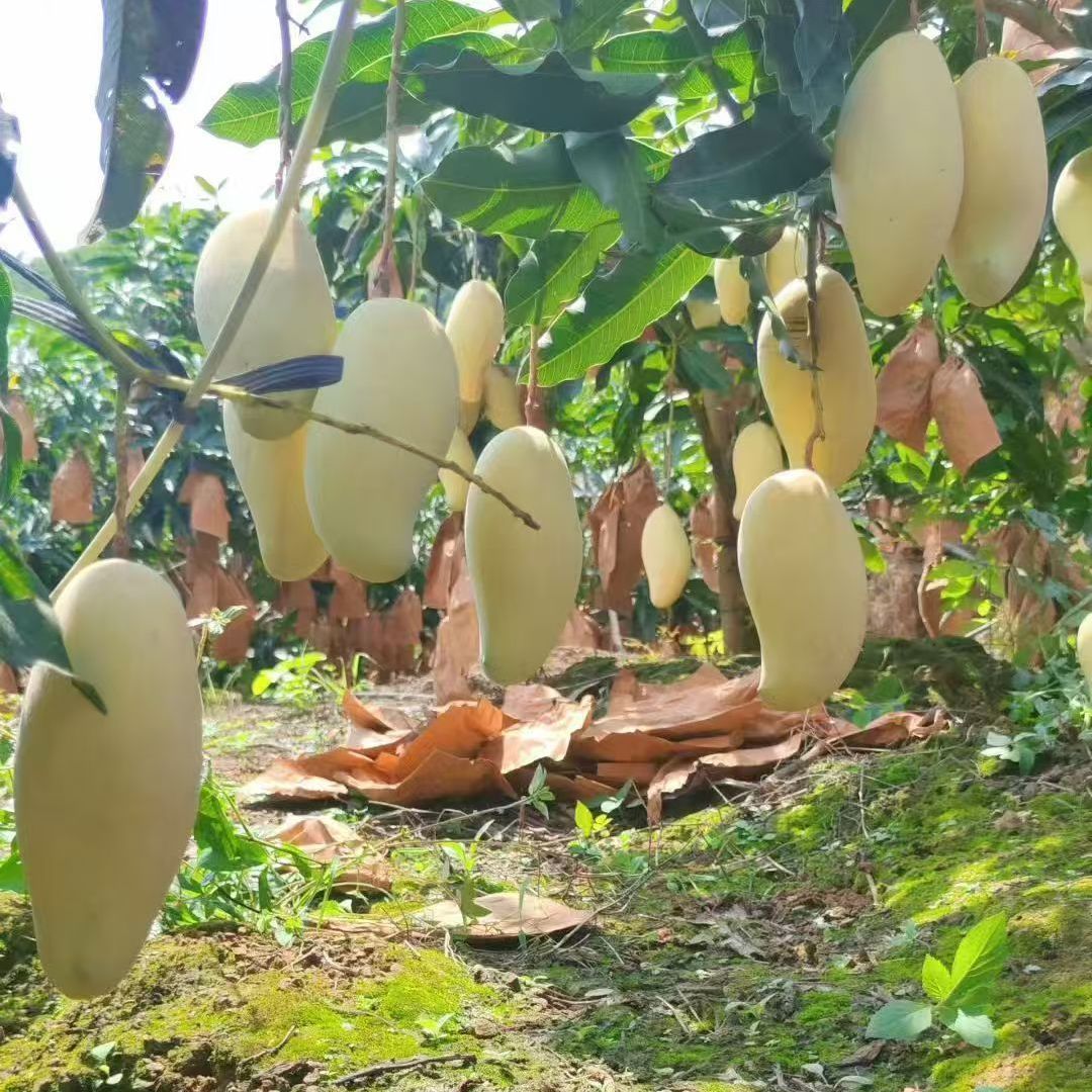 冬芒果  放的很软才可以吃