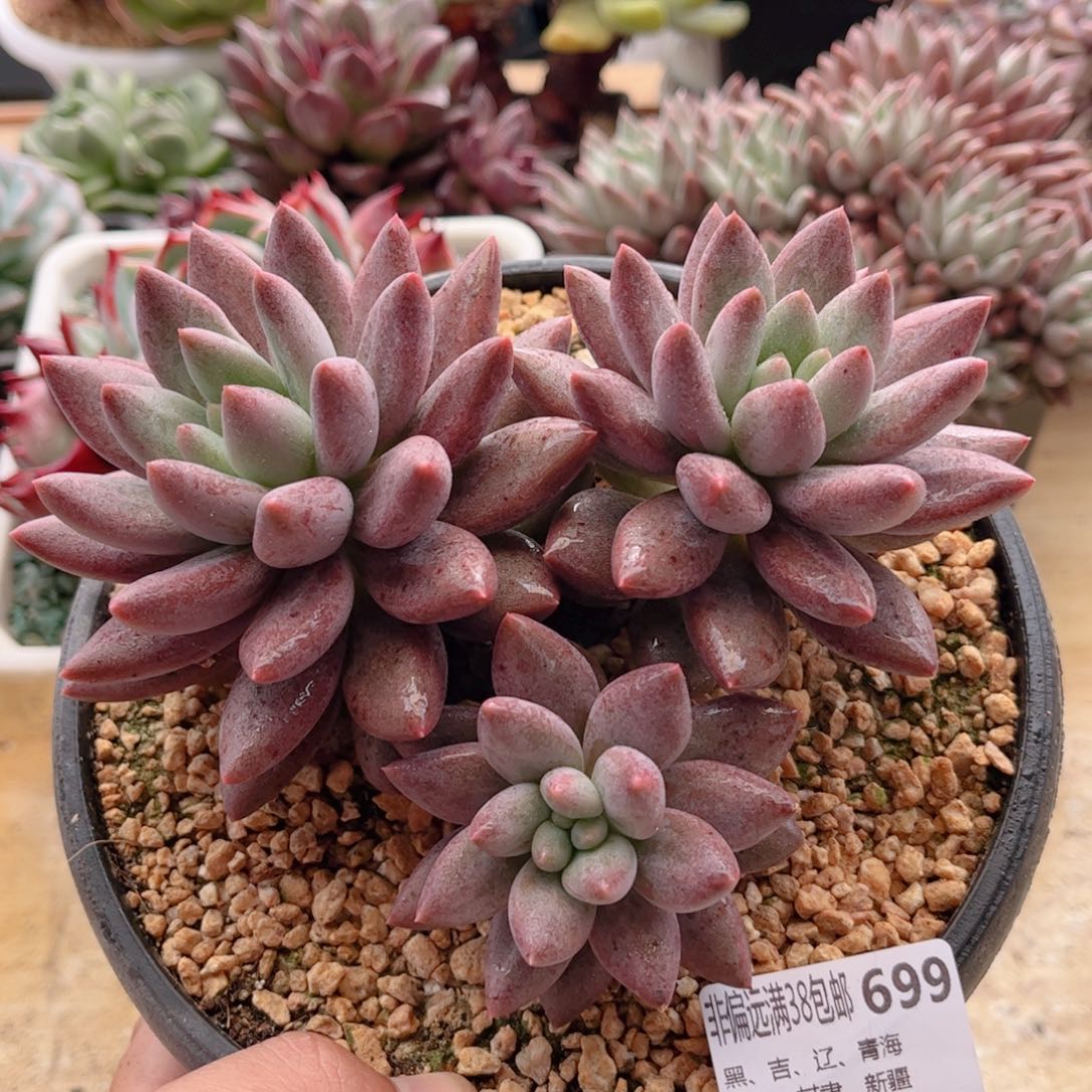 699胖体红蜻蜓德华多肉