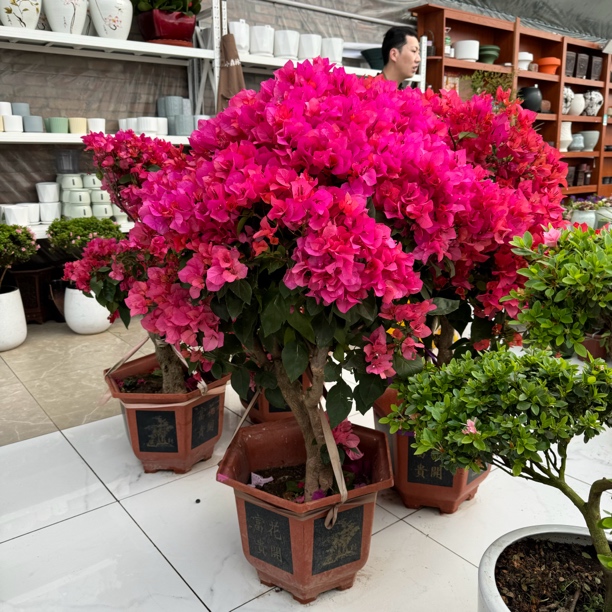 老桩三角梅盆景1盆