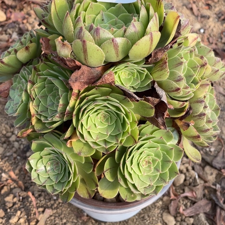 无花朵139多肉植物万拉丝
