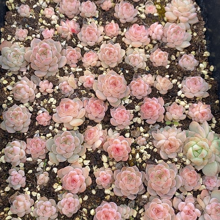 143 多肉植物盆栽花卉盆栽植物