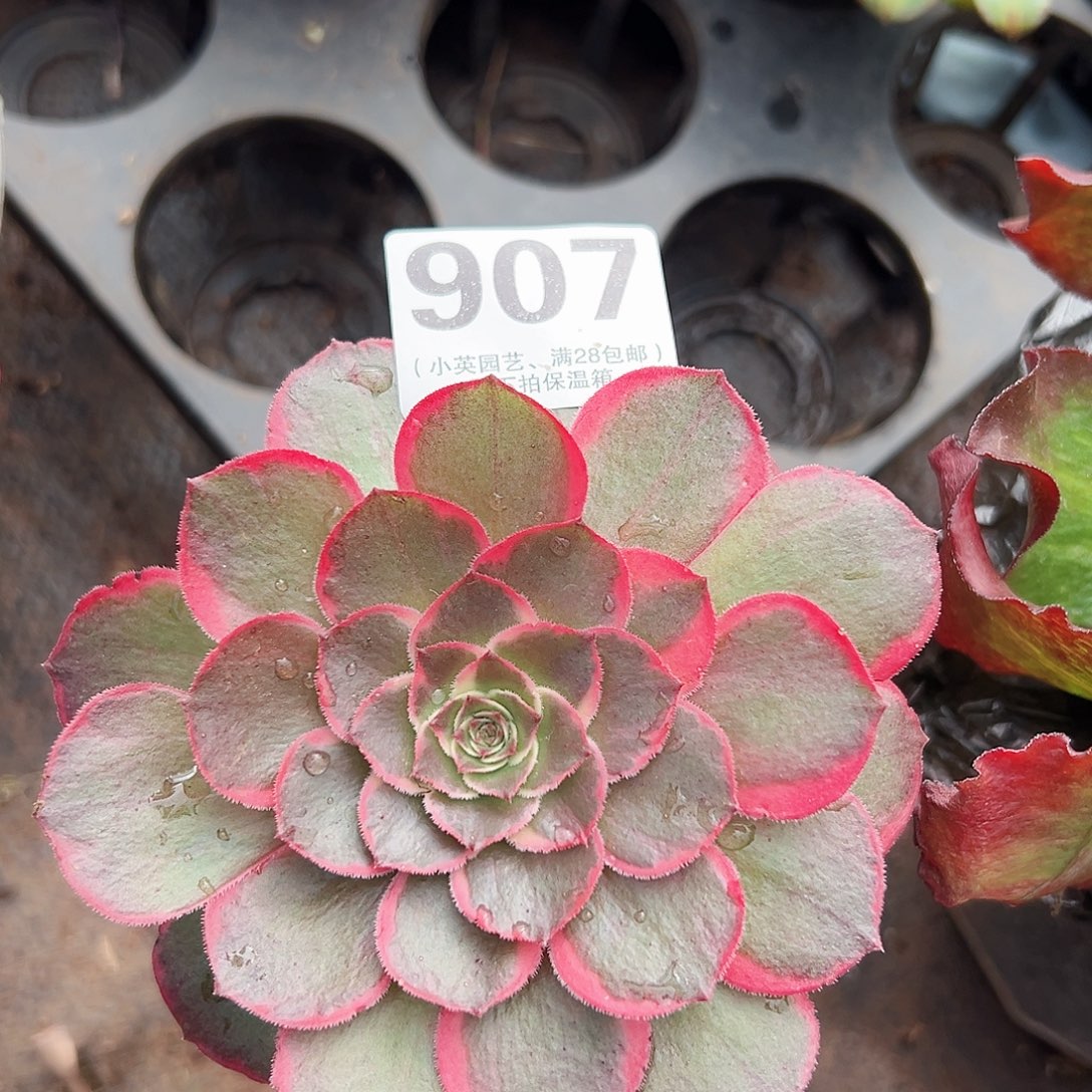 多肉植物多肉植物907