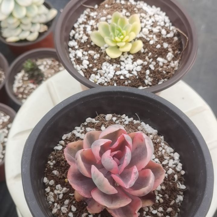 香格里拉锦+蓝玫瑰锦