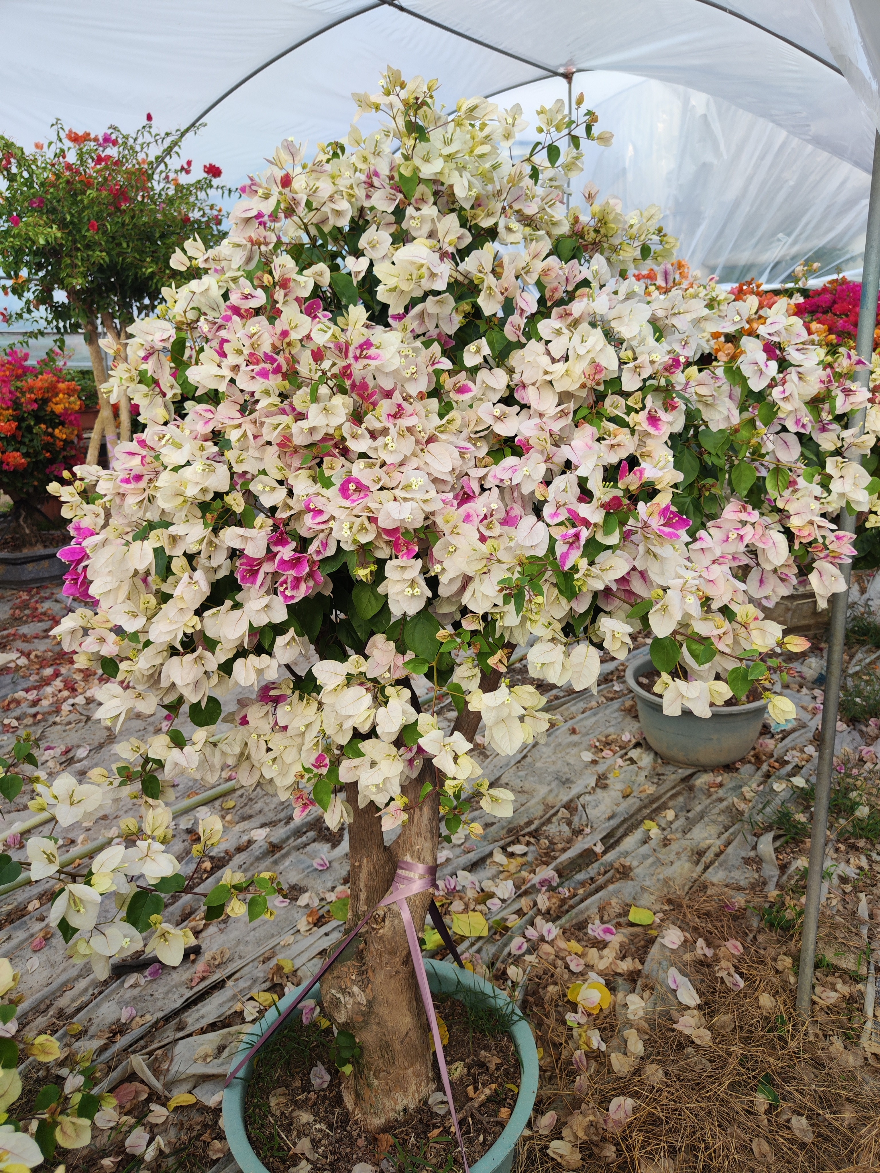 三角梅盆栽老桩带花苞四季开花阳台庭院爬藤花卉