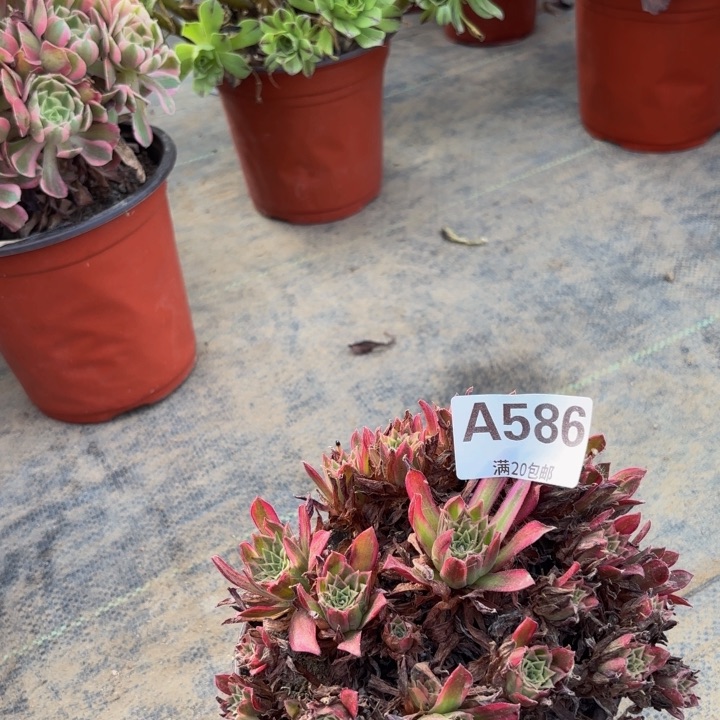 瑞妈多肉园艺，586