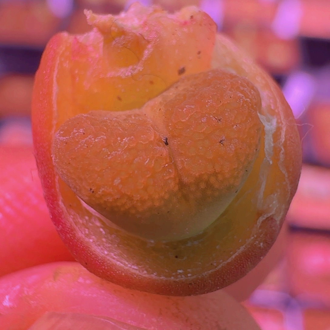 云缦精品番杏6.74鱼籽