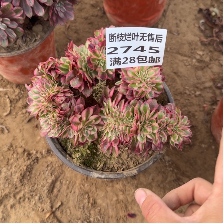 2745二号棚荔枝缀A