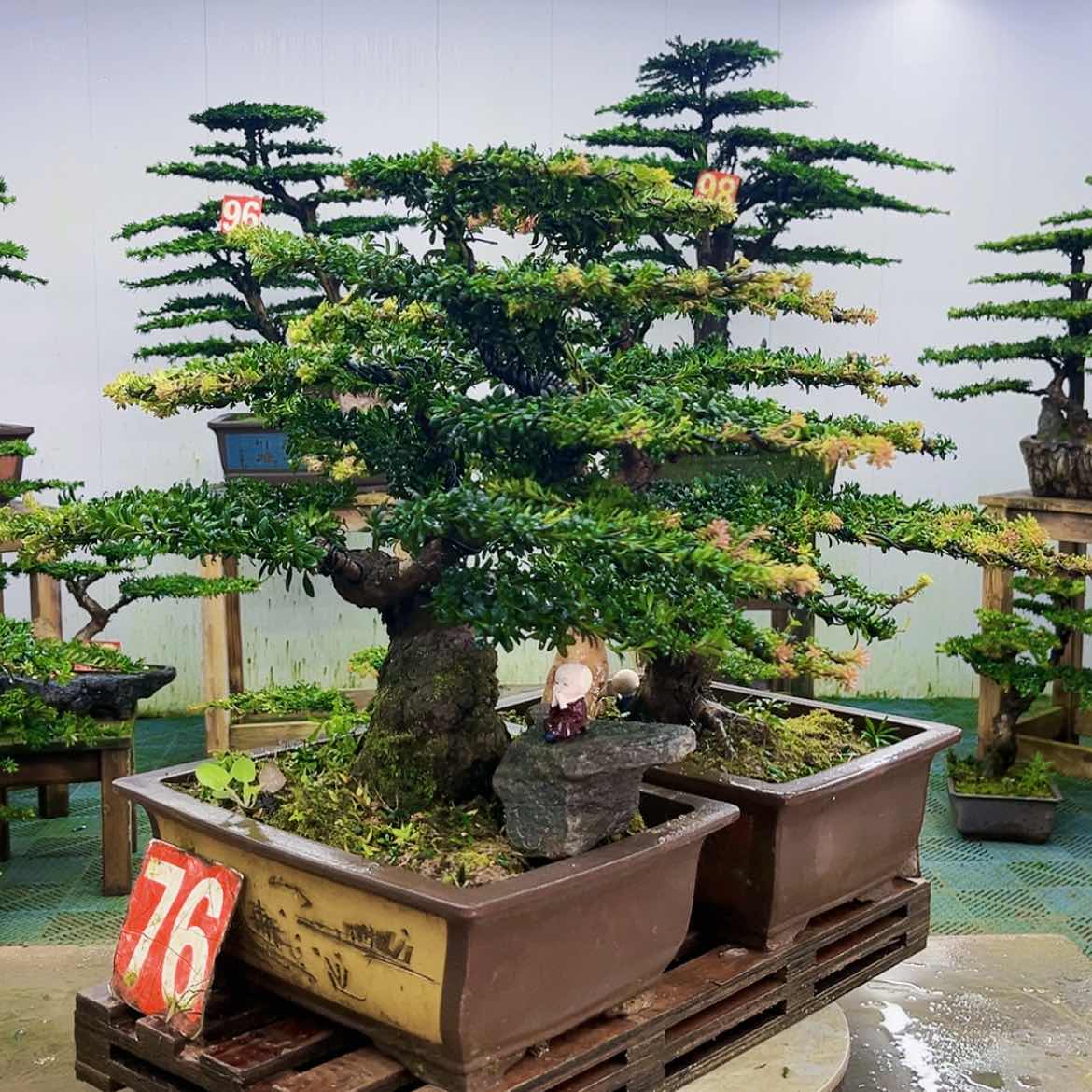 【闪购商品】无花朵