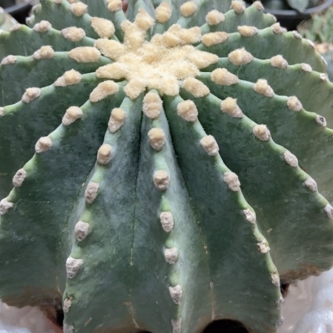 超大王冠龙仙人球28米仙人球