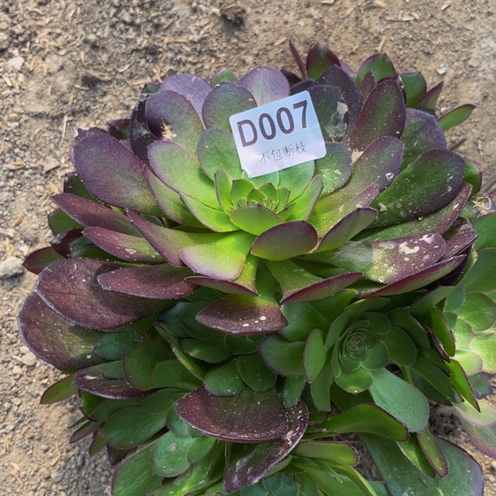 007万圣节多肉法师不包断枝