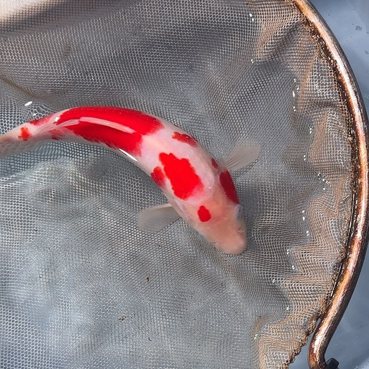 海水鱼血统锦鲤大放漏666
