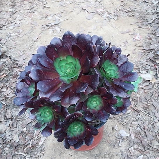 沉***默赤焰莲法师000000014