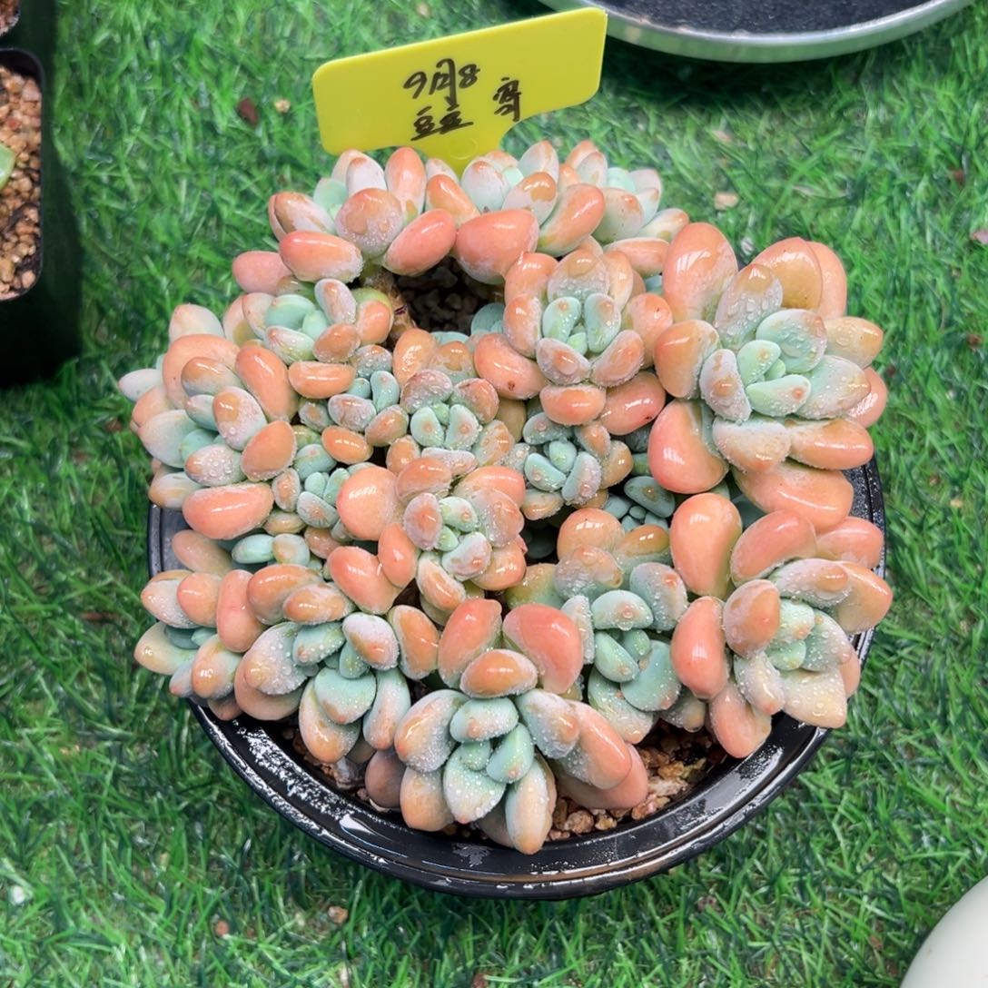 一物一拍，洛神群，豆豆