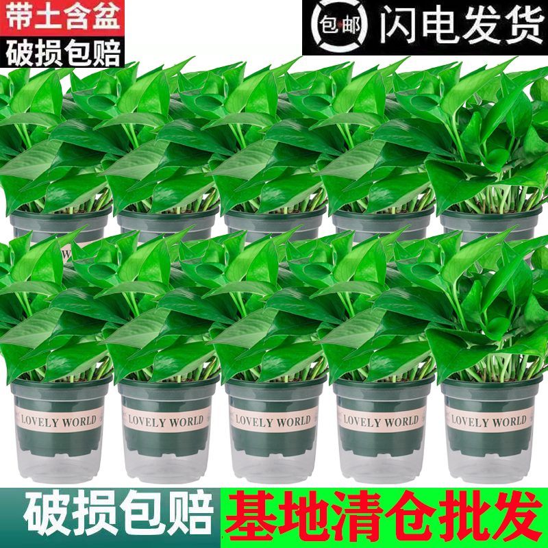 【26发10盆】绿萝室内好养吸甲醛绿植绿萝盆栽室内客厅水培绿植商品图