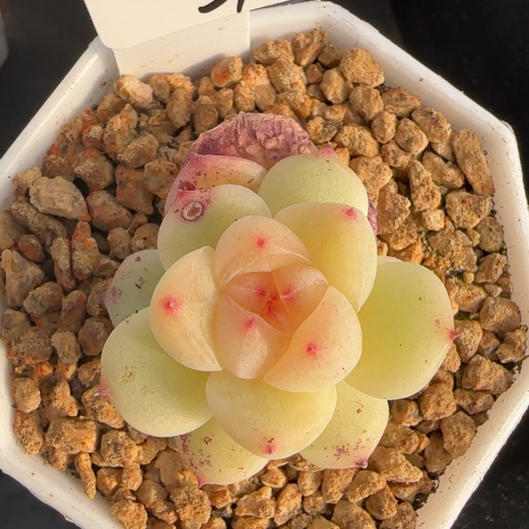 橙***呀31开播福利甜心833单头