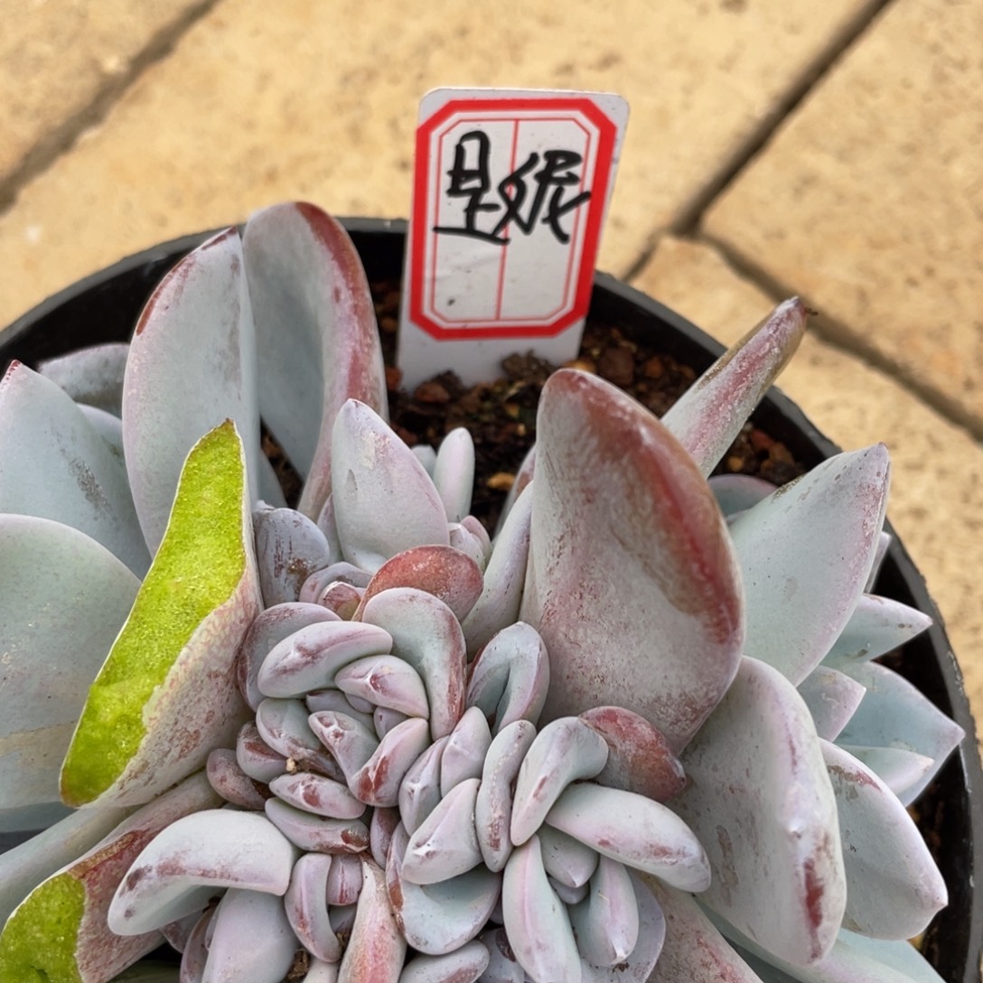****呀姐姐说她真的有男朋友