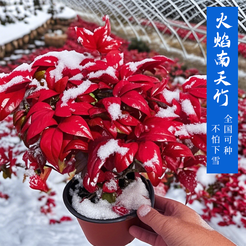 【越冷越红】火焰南天竹盆栽耐寒耐热室内外四季观叶好养活绿植