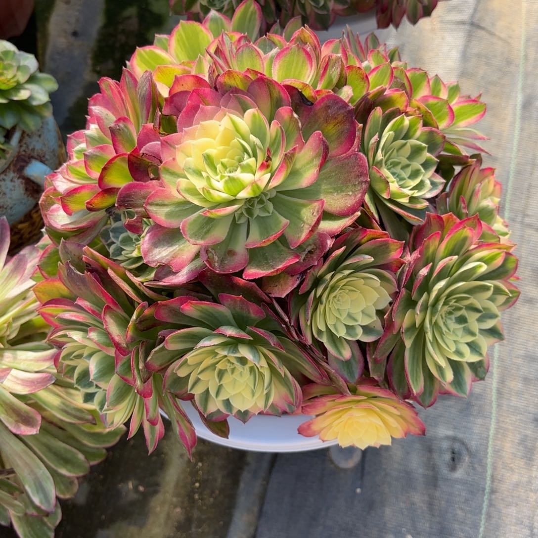 花好月又圆20158